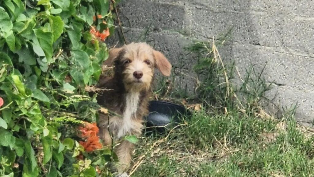 Cadela trêmula vive escondida até ser resgatada com cuidado