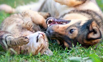 Comportamentos incomuns em cães têm explicações científicas, apontam especialistas