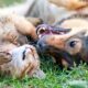Comportamentos incomuns em cães têm explicações científicas, apontam especialistas