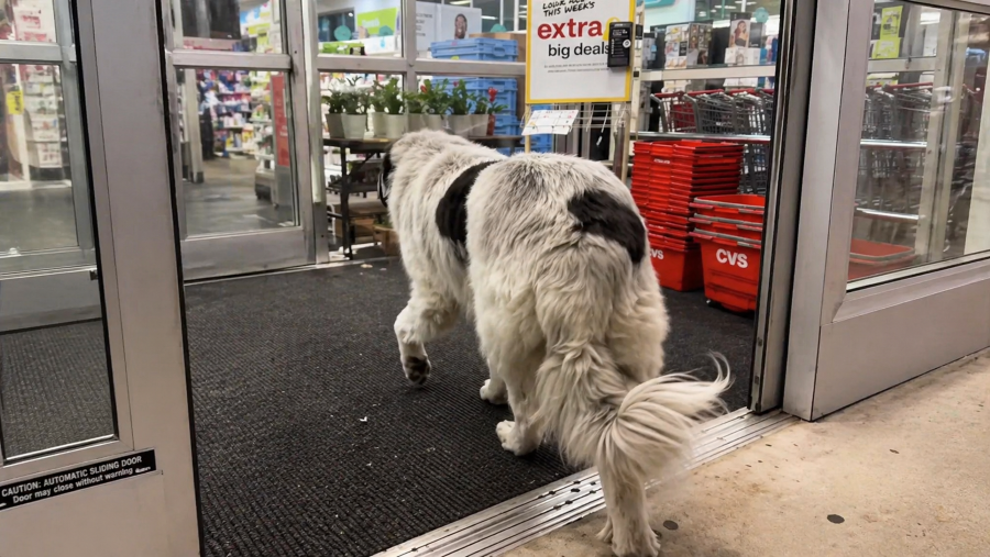 Cachorro gigante vai à farmácia todos os dias e encanta moradores