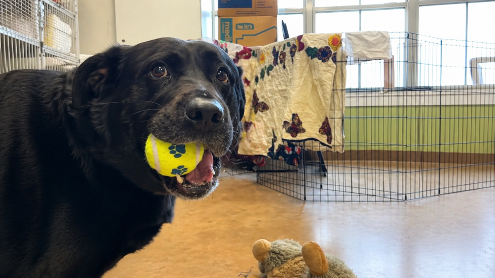 Cãozinho abandonado se agarra a pelúcias enquanto espera adoção