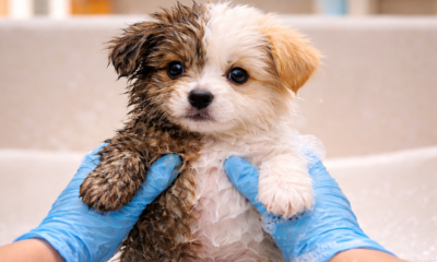 Socorristas ficam atordoados quando filhote “cinza” ganha seu primeiro banho