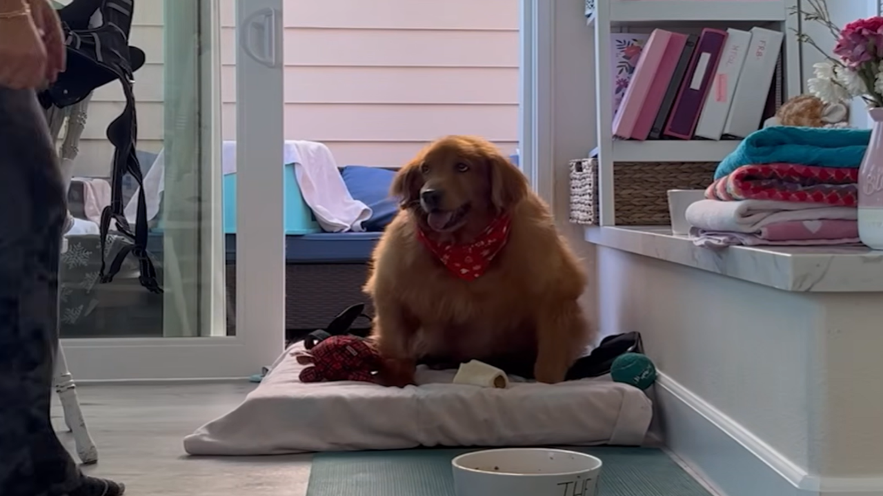 Golden Retriever supera obesidade e corre com energia