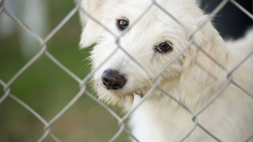 Animal carente se aproximando de cerca para buscar interação social.