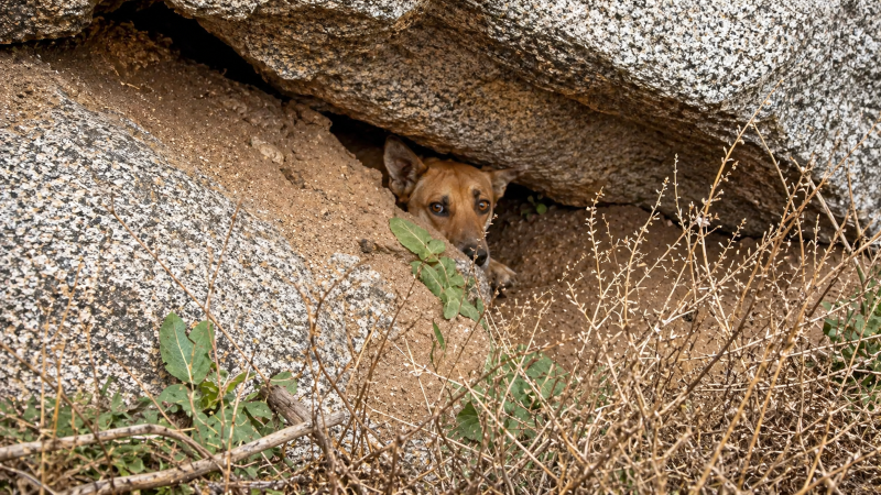 Socorrista salva mãe e filhotes em caverna após ouvir gritos