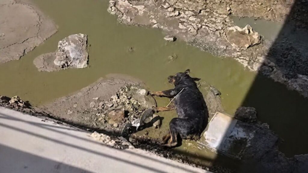 Rottweiler é salva de canal profundo em operação de resgate comovente