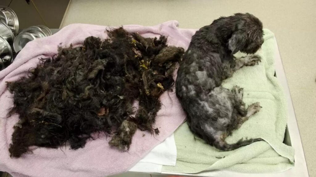 Cachorro com pelos emaranhados perde 3 kg de pelo e fica irreconhecível