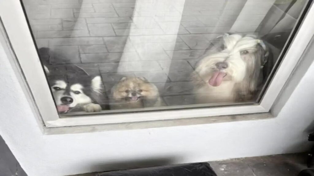 Entregador se despede de cachorros favoritos e deixa surpresa emocionante