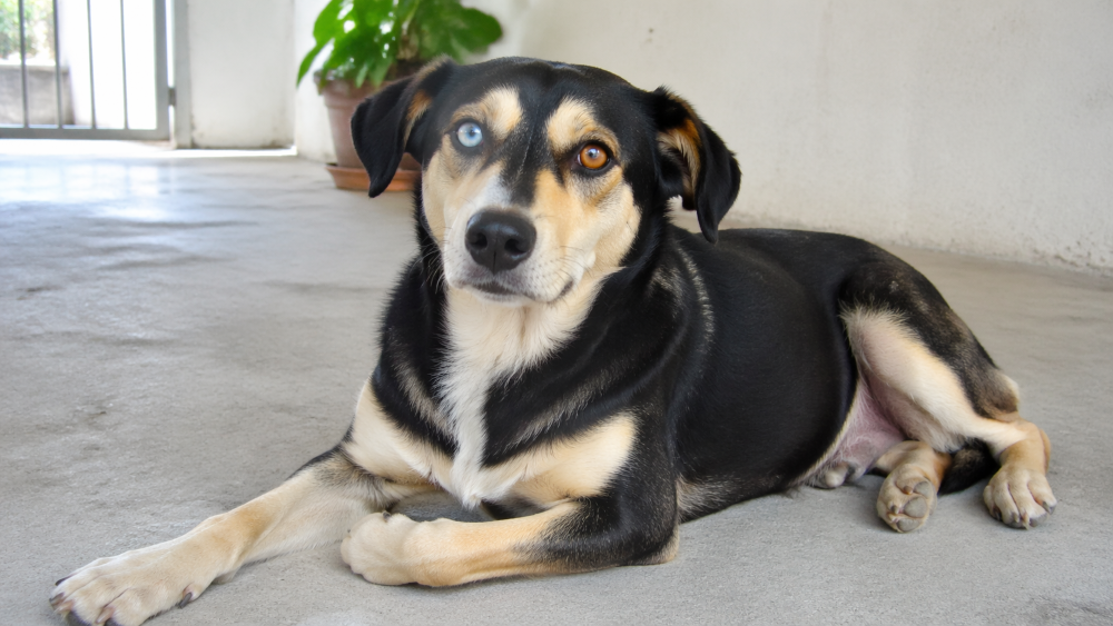Cadela rejeitada pela criadora por causa dos olhos não sabe o que fez de errado