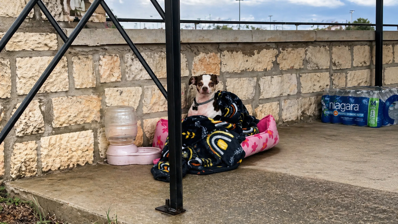 Cachorrinha abandonada passa dias em cemitério esperando ajuda