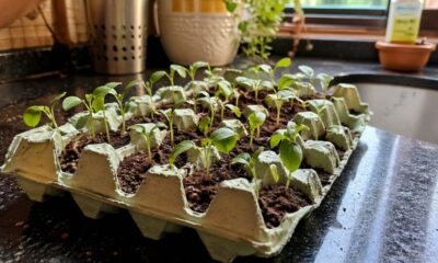 Se você tiver caixas de ovos, não as jogue fora, você tem um tesouro em casa: duas maneiras de reutilizá-las e nunca mais gastar dinheiro com produto caro