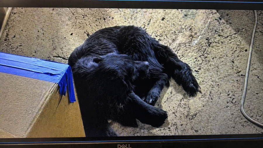 Câmeras de segurança flagram animal de estimação preso em reciclagem