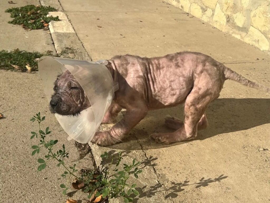 Nala, a filhote com “juba de leão” que virou um adorável ursinho de pelúcia