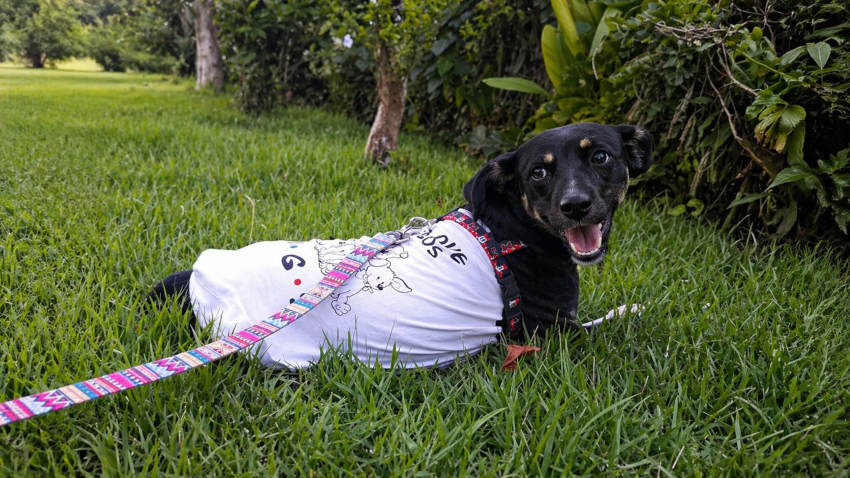 Jovem surpreende ao salvar cachorro de rua em situação difícil