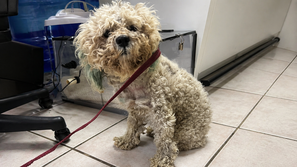 Cachorro foge do abrigo em busca de uma nova família