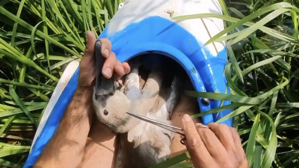 Caiaquista encontra filhote ferido e ouve um rosnado assustador
