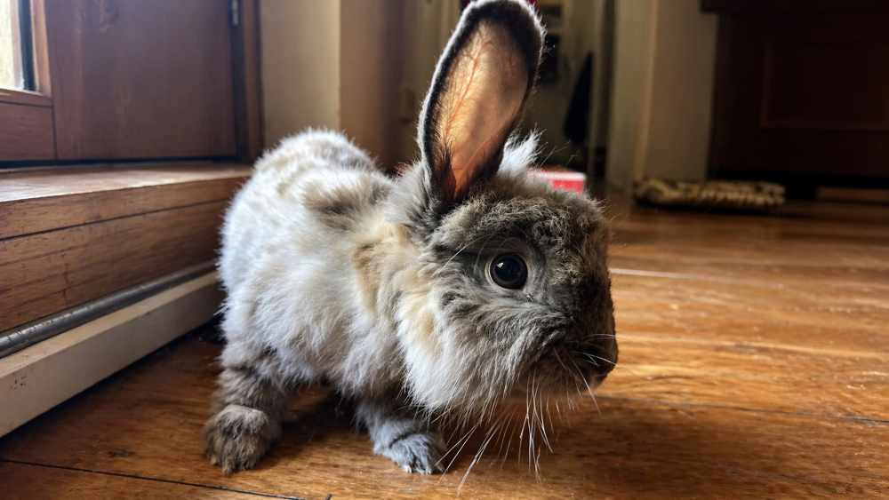 Coelha que vive perdendo sua casa encontra segurança e abraça resgatador