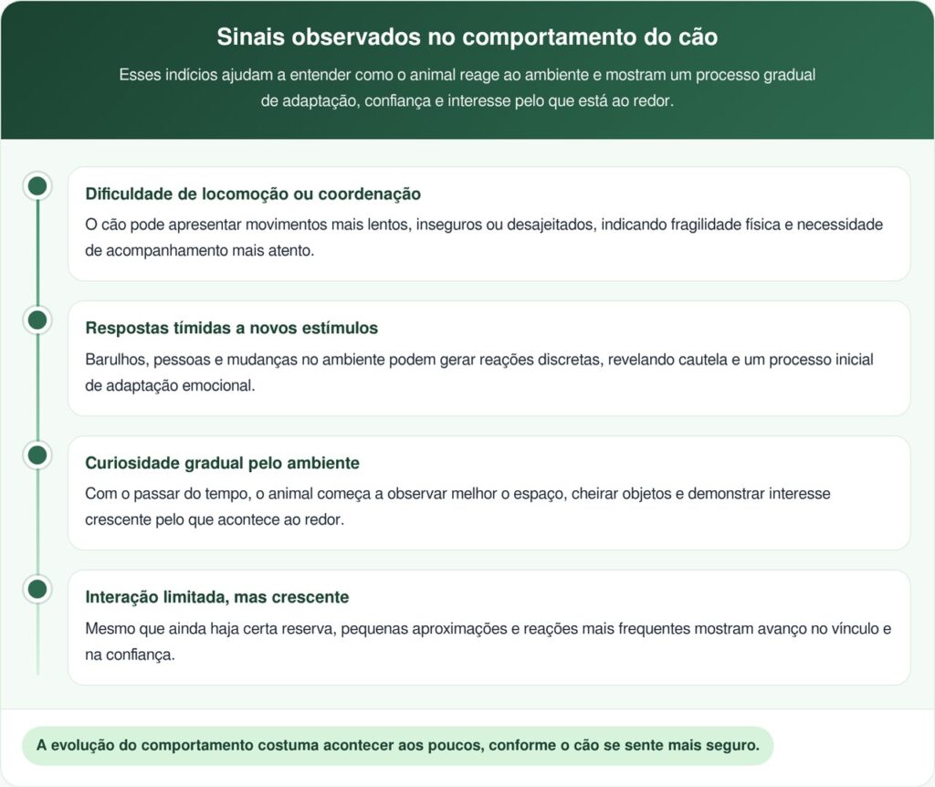 Cão que viveu preso a vida inteira surpreende após resgate