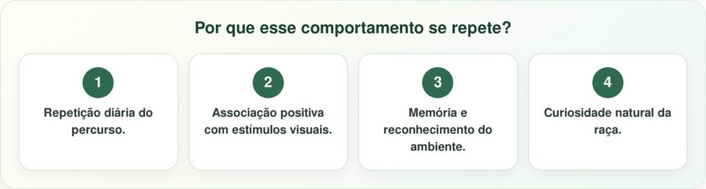 Golden Retriever Para Todos Os Dias Em Janela E Intriga Com Sua Obsessão
