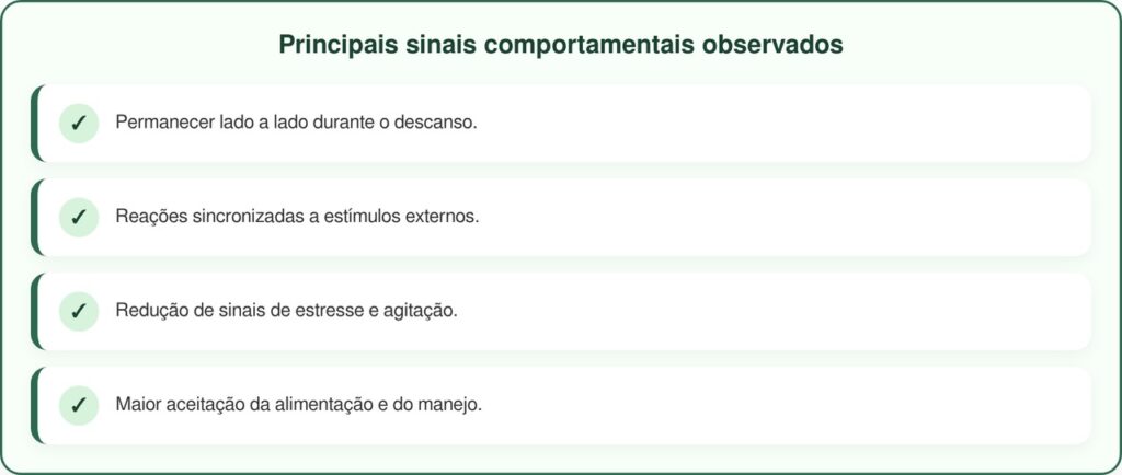 Dois gansos resgatados revelam a força do vínculo na reabilitação animal