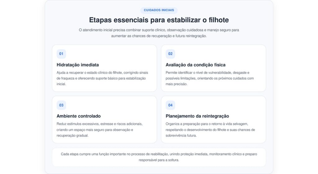 Filhote de coruja surpreende homem ao parecer uma bola de algodão na escada