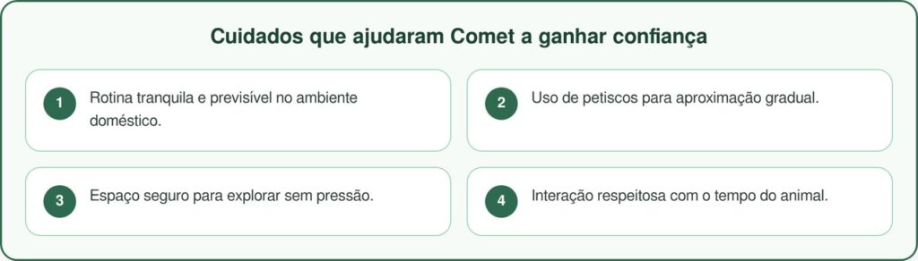 Irmãos felinos inseparáveis buscam adoção conjunta