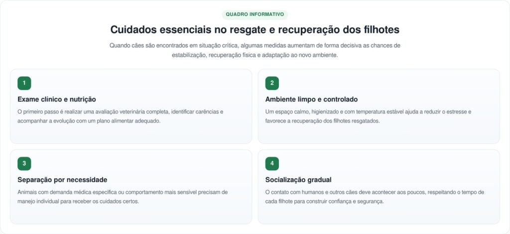 Equipes de resgate encontram 9 filhotes super magros em carro abandonado