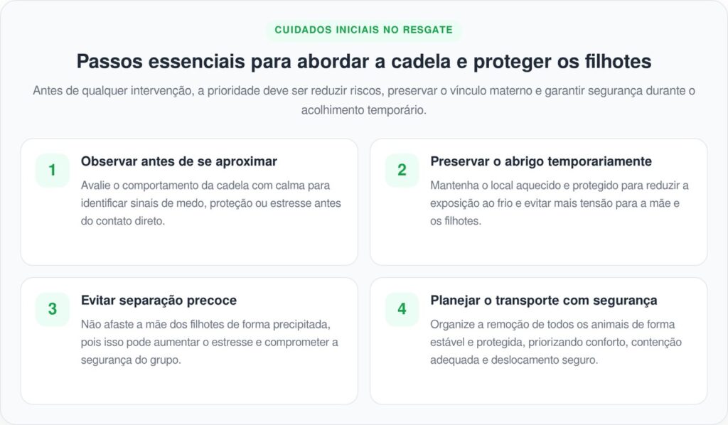 Cadela perdida leva equipes de resgate até árvore oca e faz descoberta emocionante