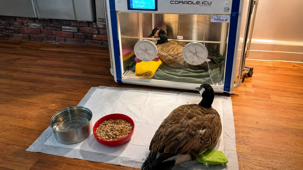 Dois gansos resgatados revelam a força do vínculo na reabilitação animal