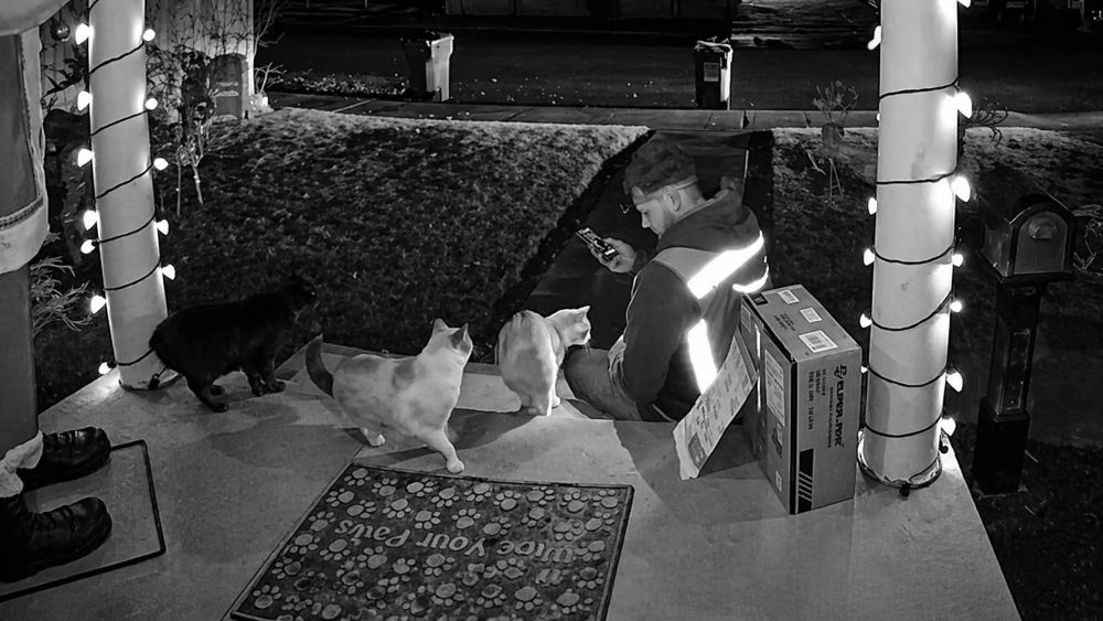 Motorista da Amazon chama atenção ao mimar gatos durante entregas