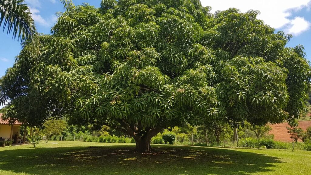 5 frutíferas que crescem rápido e ainda fazem sombra para deixar o quintal mais bonito e produtivo