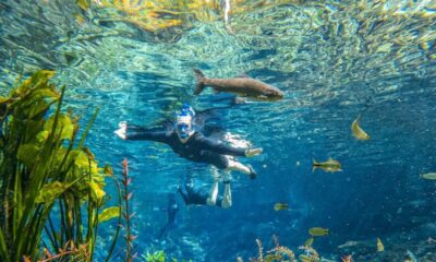 Pessoa com snorkel e wetsuit flutuando em rio cristalino com peixes e plantas aquáticas.