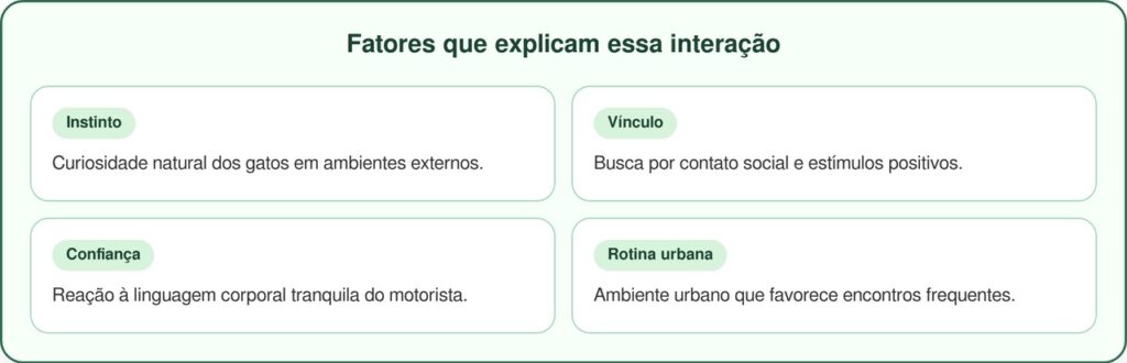 Motorista da Amazon chama atenção ao mimar gatos durante entregas