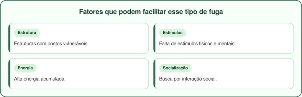 Cachorro foge do abrigo em busca de uma nova família