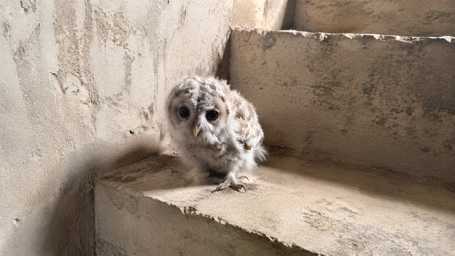 Filhote de coruja surpreende homem ao parecer uma bola de algodão na escada