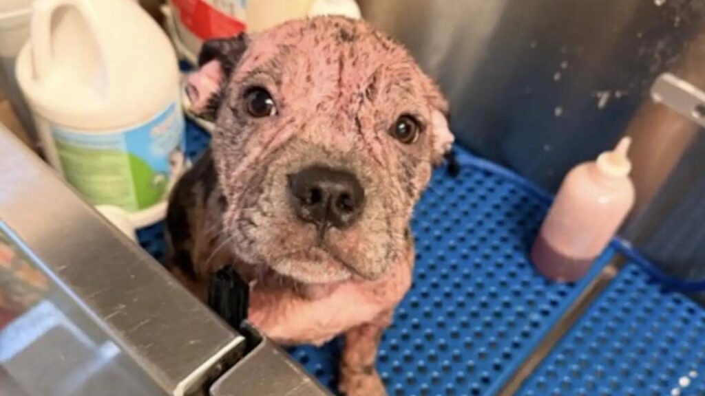 Filhote resgatado com pele rosada tem mudança impressionante em um mês