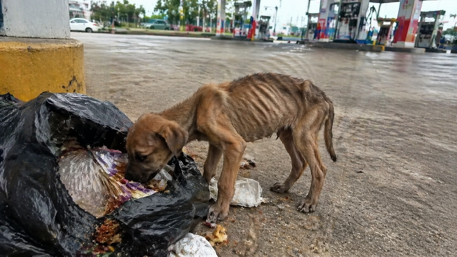 Cachorrinho comendo lixo em posto de gasolina ganha nova chance de vida