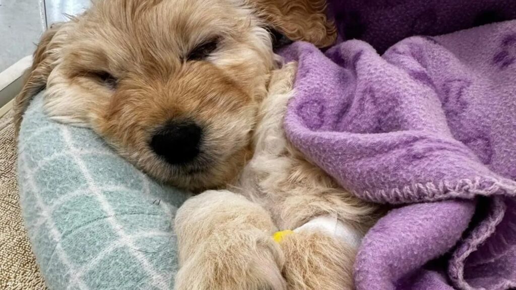 Murphy: o filhote doente que escapou da eutanásia e foi adotado por um veterinário