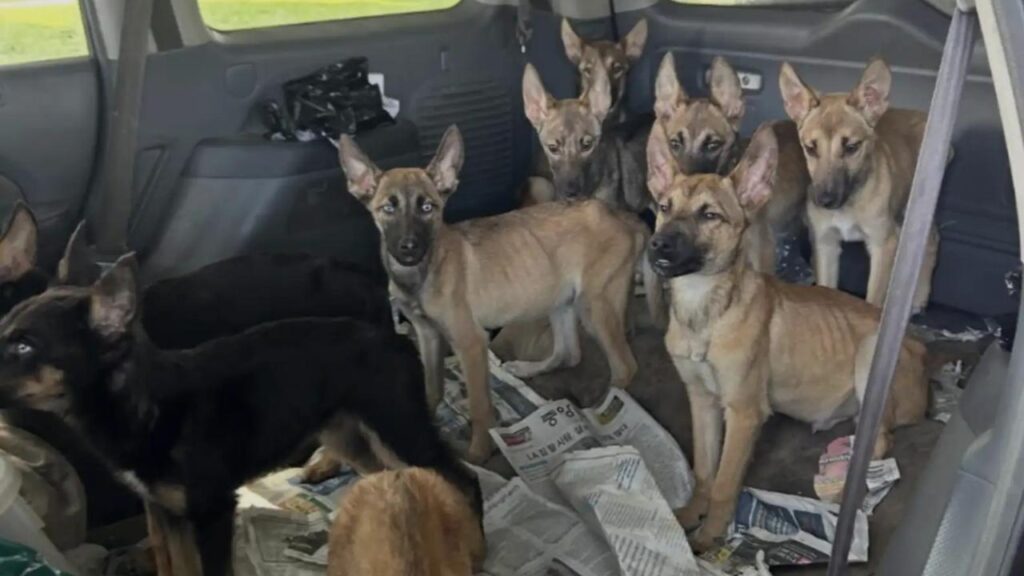 Equipes de resgate encontram 9 filhotes super magros em carro abandonado