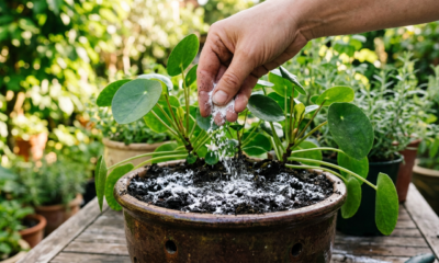 Espalhar bicarbonato de sódio em vasos de flores e no jardim: para que serve e por que é recomendado