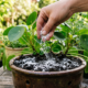 Espalhar bicarbonato de sódio em vasos de flores e no jardim: para que serve e por que é recomendado