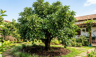 Como fazer o abacateiro crescer mais rápido e dar frutos em abundância para uma colheita farta