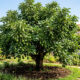 Como fazer o abacateiro crescer mais rápido e dar frutos em abundância para uma colheita farta