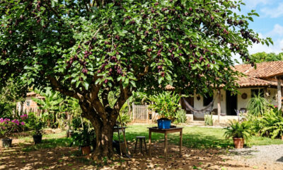 Essa fruta tem gostinho da infância, é facil de plantar no quintal de casa e da sombra o ano todo