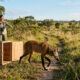 Animais raros criados como bichos de estimação aprendem a viver na natureza