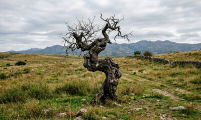 O que significa o provérbio chinês: “Uma árvore torta vive a sua própria vida, mas uma árvore reta torna-se madeira”?