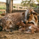 O resgate que transformou a vida de um bezerro e tocou corações