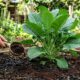 Jogue este resíduo na terra e sua horta vai dobrar de tamanho com um truque simples