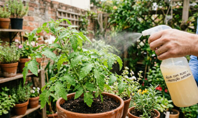 Borrifar água com alho nas plantas do jardim e nos vasos: para que serve e por que é recomendado