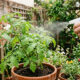 Borrifar água com alho nas plantas do jardim e nos vasos: para que serve e por que é recomendado
